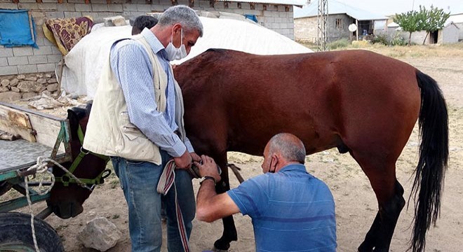 Nalçakar ailesi, 3 kuşaktır atlara nal çakıyor