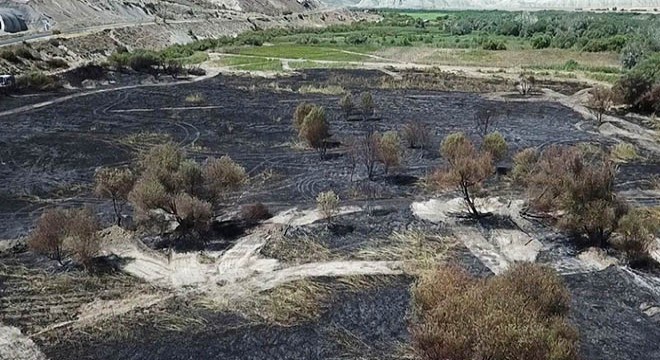 Nallıhan Kuş Cenneti sazlığındaki yangına kuş neden olmuş