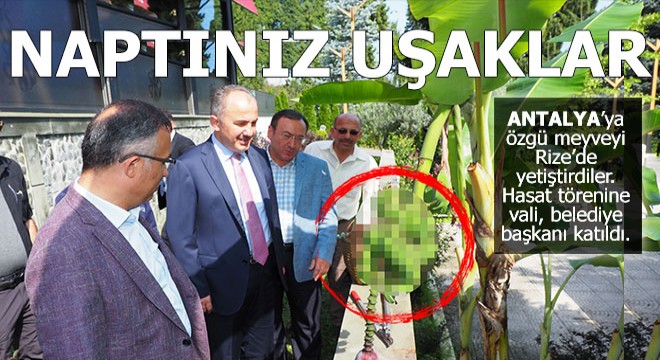 Naptınız siz uşaklar?.. Antalya ya özgü meyveyi Rize de yetiştirdiler...