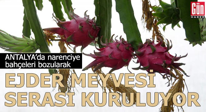 Narenciye bahçeleri, ejder meyvesi serasına dönüşüyor