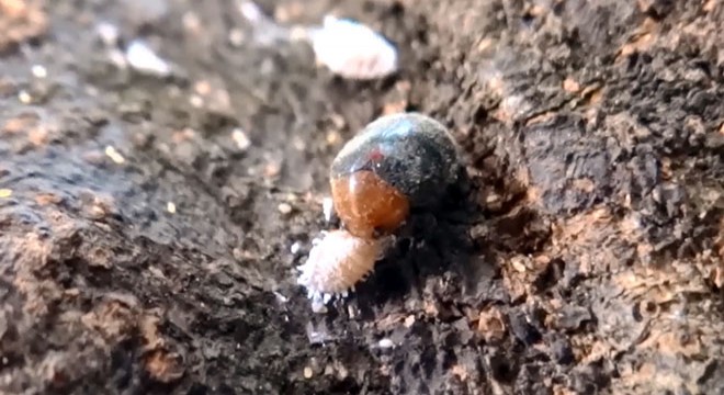 Narenciye ve nar ağaçlarını avcı böcek koruyor