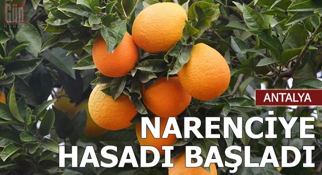 Narenciye hasadı başladı