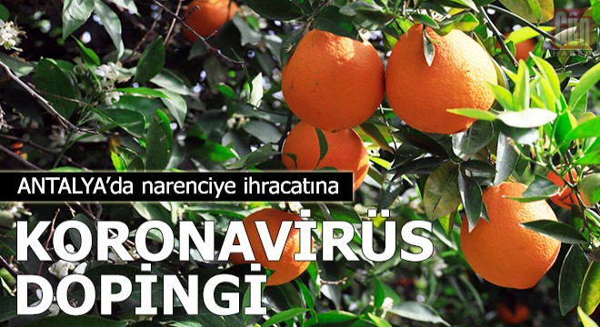 Narenciye ihracatına koronavirüs dopingi