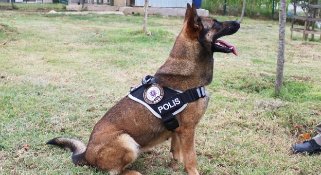 Narkotik köpekleri şark görevleri için yola çıktı