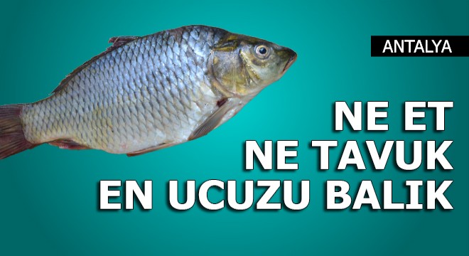 Ne et ne tavuk, Antalya'da en ucuzu balık