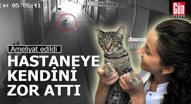 Nefes alamayan kedi hastaneye kendini zor attı