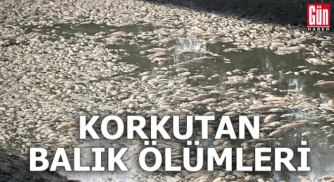 Nehir havzasında korkutan balık ölümleri