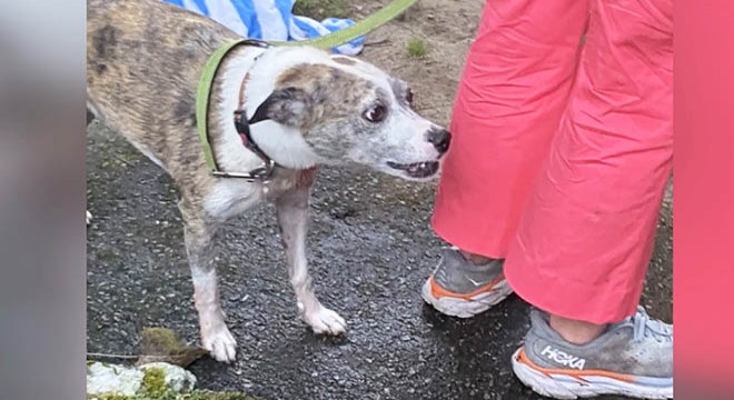 Nehir kenarında mahsur kalan köpeğin kurtarılma anları