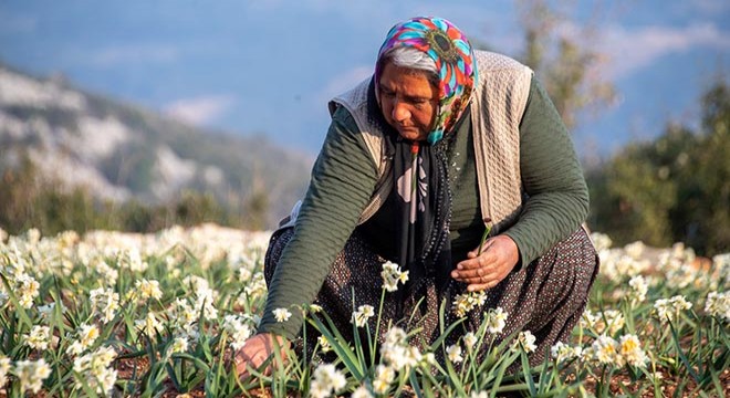 Nergisler ilk mahsullerini verdi