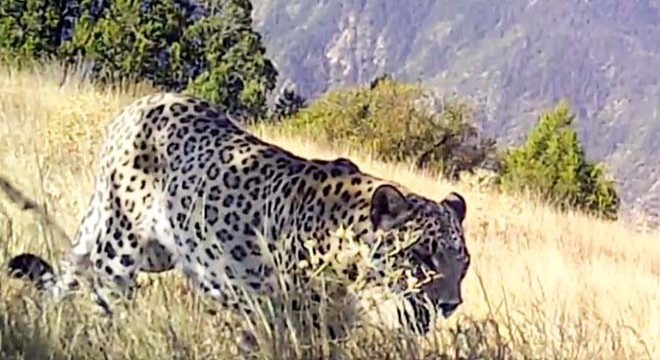 Nesli tehlike altındaki Anadolu leoparı fotokapanda