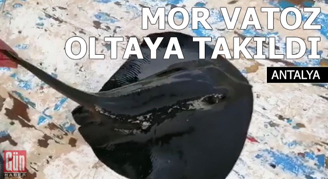 Nesli tehlike altındaki mor vatoz, oltaya takıldı