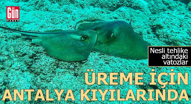 Nesli tehlike altındaki vatozlar, üreme için Antalya kıyılarında