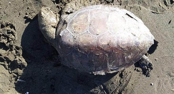 Nesli tehlike altındaki yeşil kaplumbağa ölüsü, kıyıya vurdu