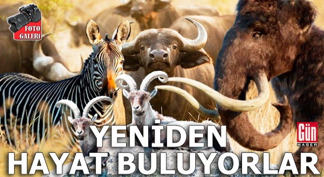 Nesli tükenen canlılar yeniden hayat buluyor