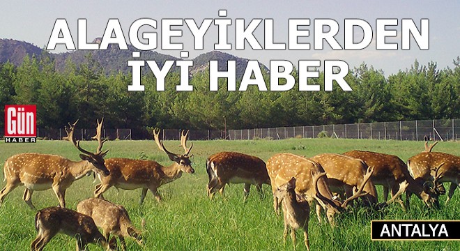 Nesli kritik tehlike altındaki alageyiklerden iyi haber