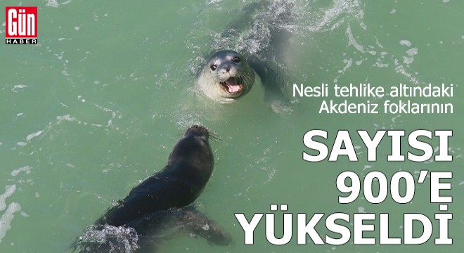 Nesli tehlike altındaki Akdeniz foklarının sayısı 900 e yükseldi