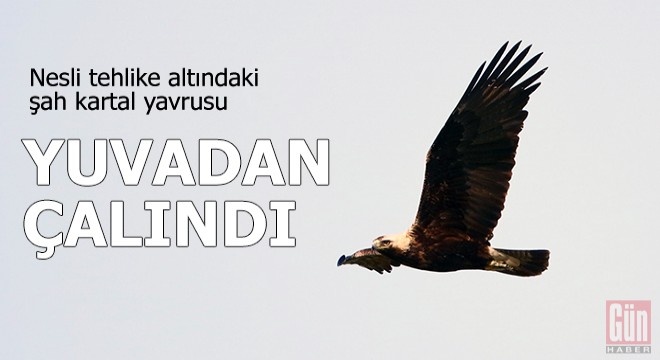 Nesli tehlike altındaki şah kartal yavrusu, yuvadan çalındı