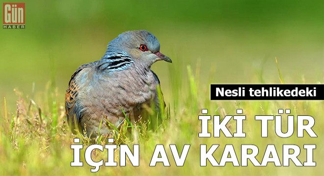 Nesli tehlikedeki iki tür için av kararı