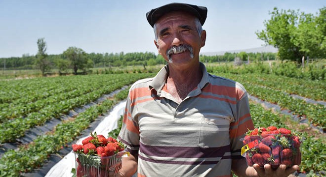 Niğde'de organik çilek hasadı sürüyor