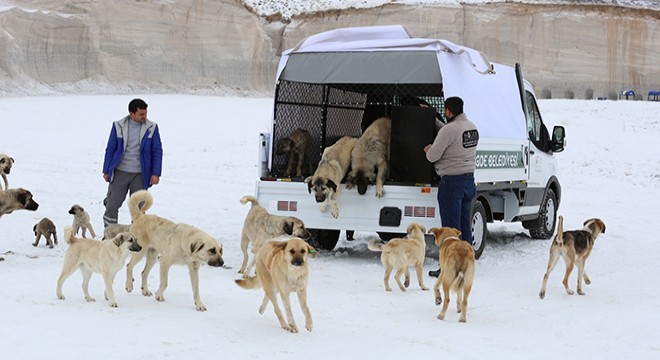 Niğde’de sokak hayvanları için ambulans