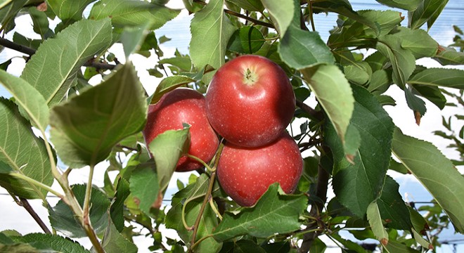 Niğde’de erkenci elma hasadı başladı