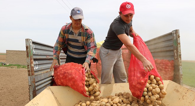 Niğde’de patates ekimi başladı