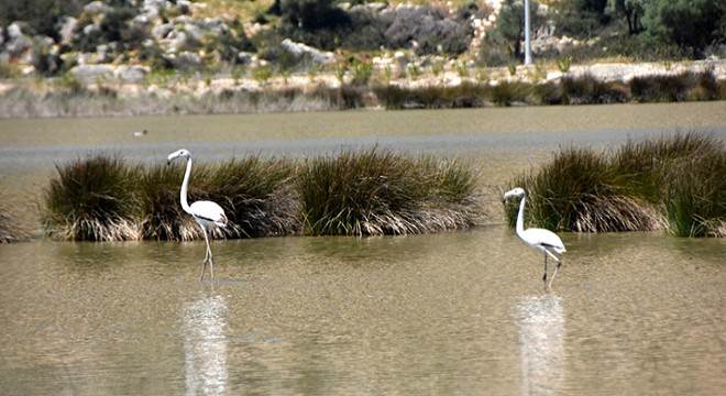 Noel Baba Kuş Cenneti'nde bu yıl 2 flamingo ayrılmadı
