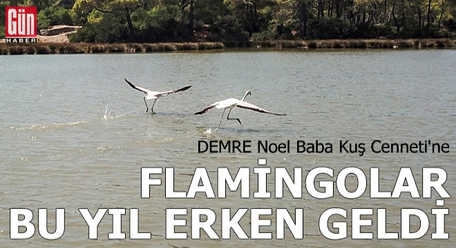 Noel Baba Kuş Cenneti'ne flamingolar bu yıl erken geldi