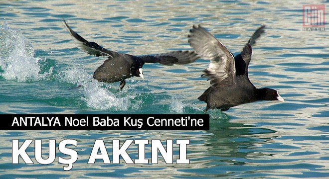 Noel Baba Kuş Cenneti'ne kuş akını