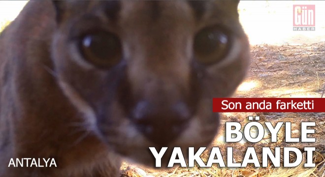 O bildiğiniz kedilerden değil...