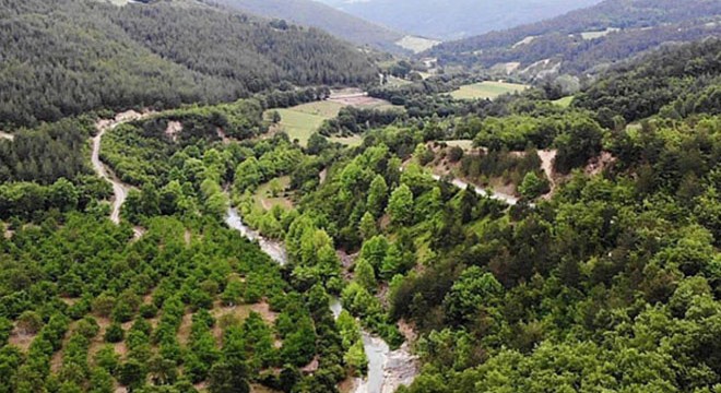 OGM: Samsun'da 'Şifa Ormanı' kuruluyor