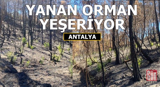 OGM; Umutlarımız yeşeriyor
