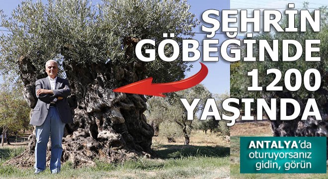 Odun olmaktan kurtarıldı, zeytin bile verdi