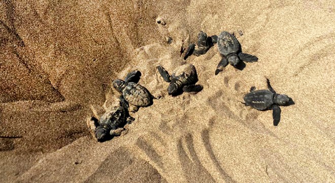 Öğrenciler, caretta carettaları denizle buluşturdu