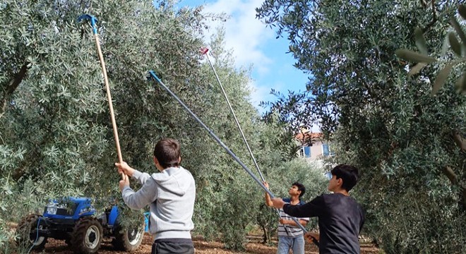 Öğrenciler zeytin topladı