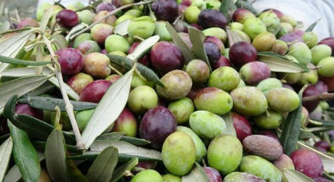 Öğrencilerden zeytin hasadı