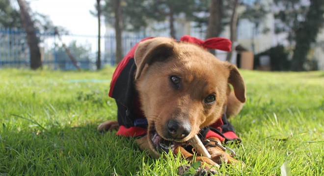Öğrencilerin 'Sakin' ismini verdiği köpek, okulun maskotu oldu
