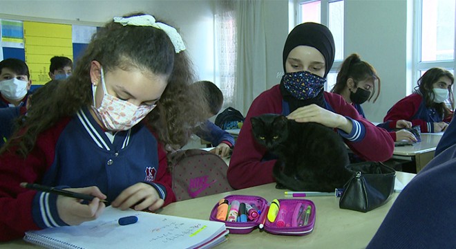 Öğrencilerin sokakta bulduğu kedi, okulun maskotu oldu