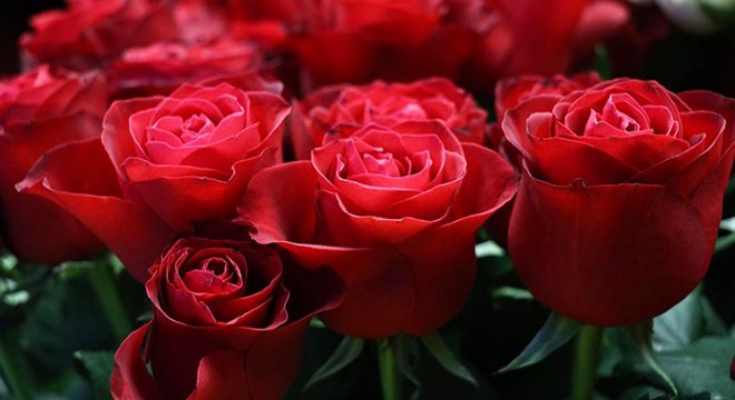 Öğretmene isimsiz gül buketleri gönderen temizlik görevlisine 'taciz' davası