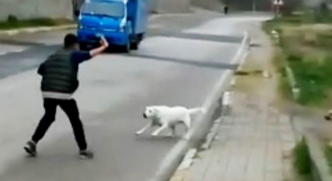 Okula giden çocuğa sokak köpekleri saldırdı