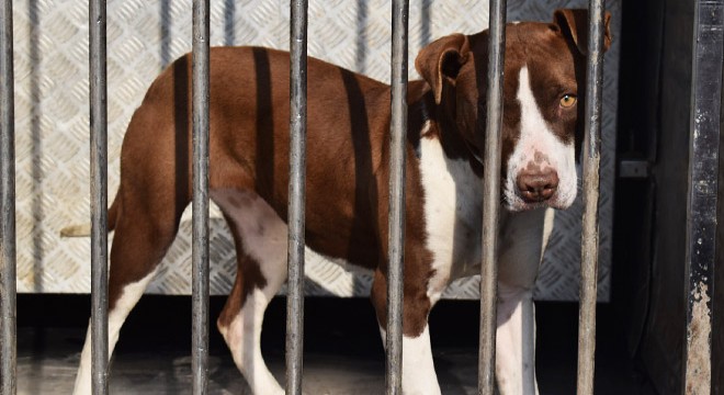 Pitbull öğrencilere saldırdı: 2 yaralı