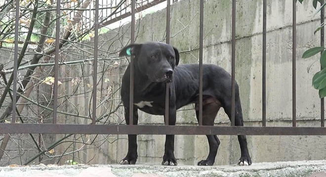 Okulda pitbull paniği