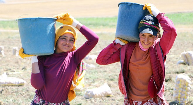 Okullar açıldı, onlar hala tarlada çalışıyor