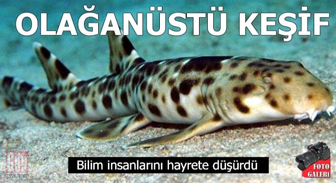 Olağanüstü keşif! Bilim insanlarını hayrete düşürdü