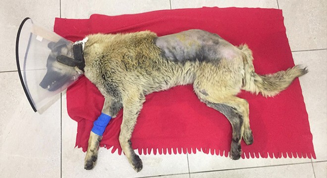 Ölen köpeğin ardından çifte dram