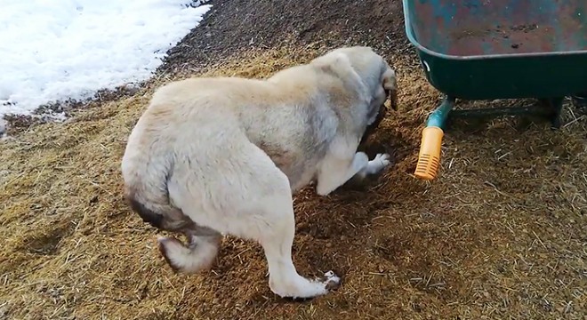 Ölen yavrusunu kendisi gömen köpek, duygulandırdı