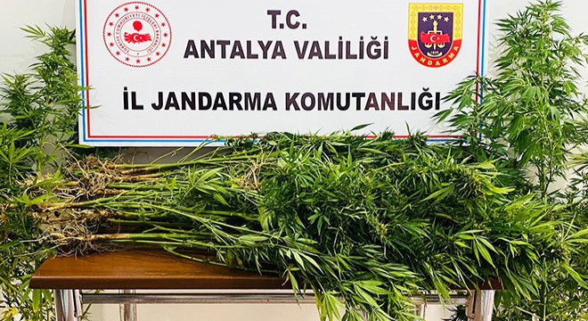 Ölen amcasının evinde kenevir yetiştirmiş