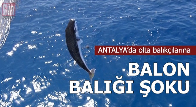 Olta balıkçılarına 'balon balığı' şoku