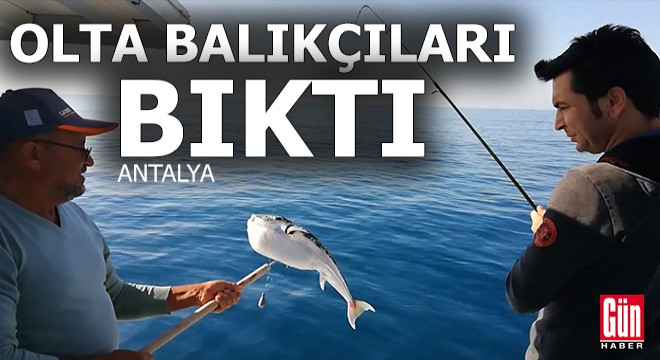 Olta balıkçılarını denizden soğutan balık