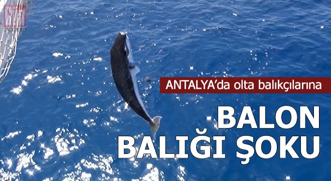 Olta balıkçılarına  balon balığı  şoku